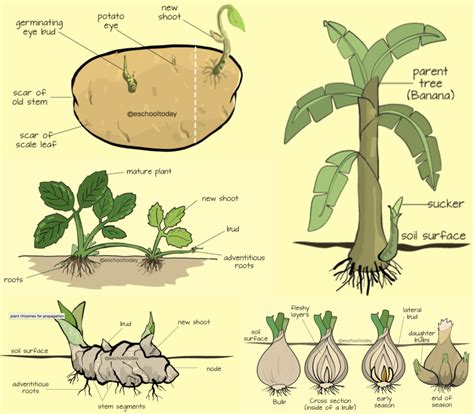 7 Vegetative Reproduction Diagram Quizlet