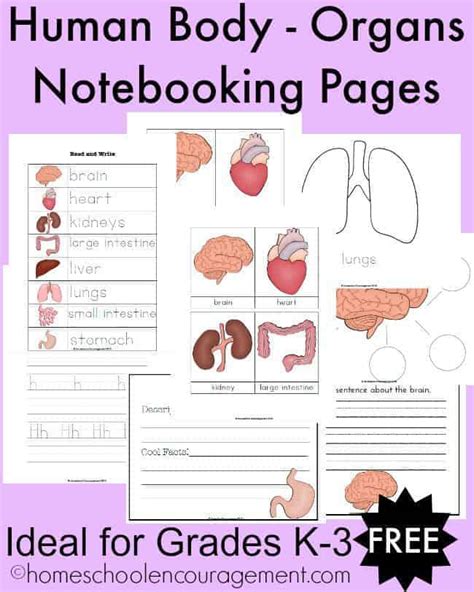 Explore the anatomy systems of the human body! FREE Human Body-Organs Notebooking Pages for Grades K-3