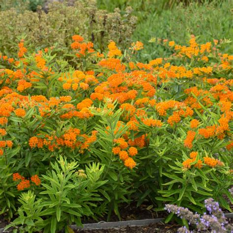 Underplanting for brighly coloured flowering shrubs and trees. Pin on Flora