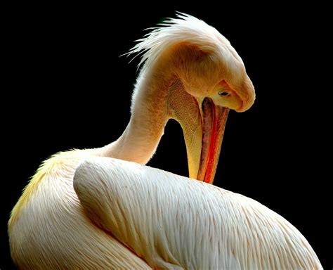 Free Images White Pelican Beak Organism Pelecaniformes Seabird