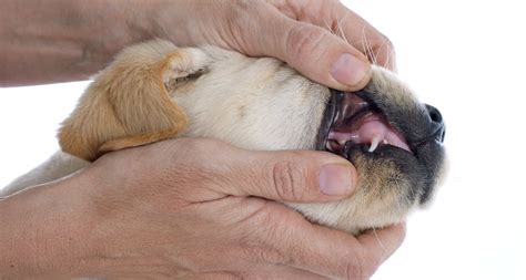 Puppy Teething And Teeth A Complete Guide Labrador Time