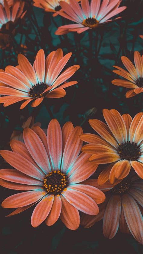 🔥 Download Beautiful Flower Wallpaper Full Hd By Joanh55 Beautiful