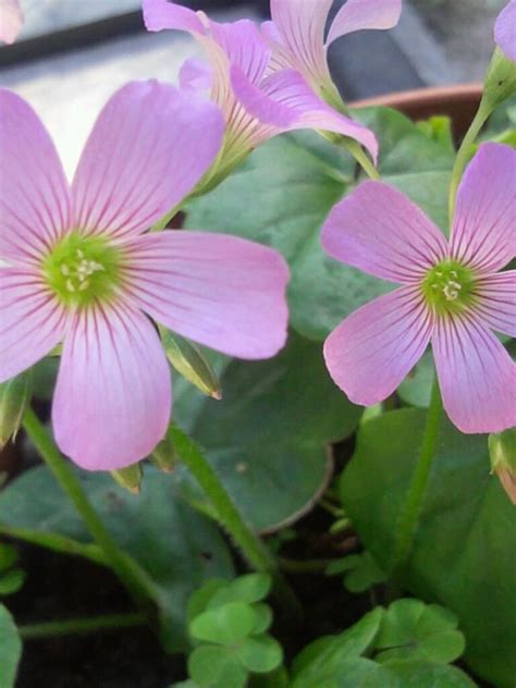 Check spelling or type a new query. Shamrock flowers. Lovely! | Shamrock flower, Irish flower ...