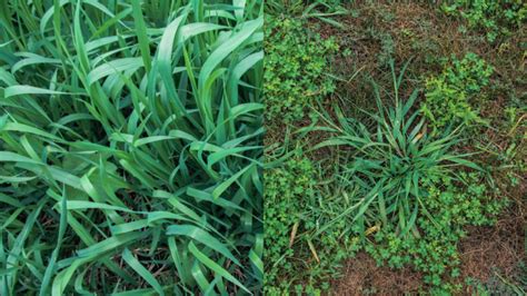 Quackgrass Vs Crabgrass How To Determine These Pesky Lawn Invaders