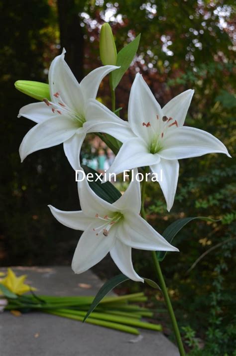 Natural Real Touch White Tiger Lily Long Stem For Wedding Bridal