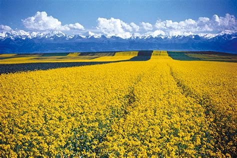Check spelling or type a new query. A Sea of Flowers in Zhaosu: A Dreamland - Youlin Magazine