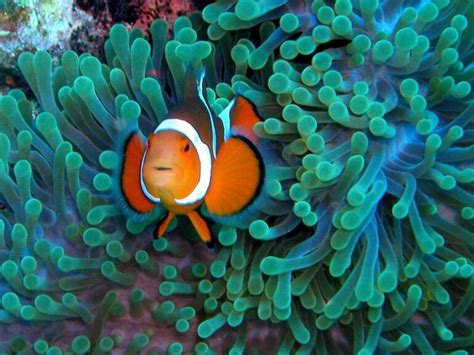 Clownfish Staghorn Coral Among Species On Climate Change Flagship