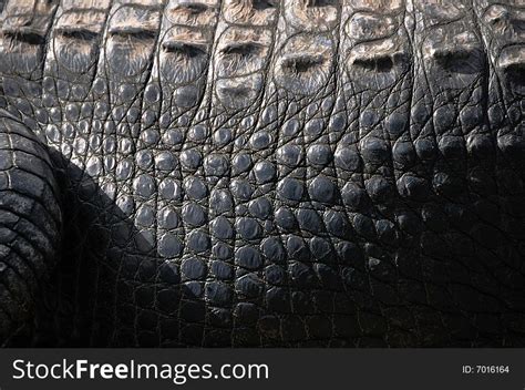 Alligator Skin Free Stock Images And Photos 7016164
