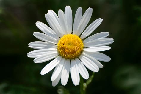 Selective Photography Of White Daisy Flower Marguerite Hd Wallpaper