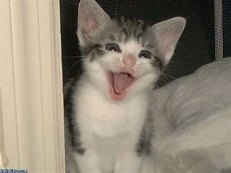 It is important to note that cats do not hello, cats and dog both commonly lose their front teeth. These 9 Toothless Pets are the Cutest Things You'll See ...