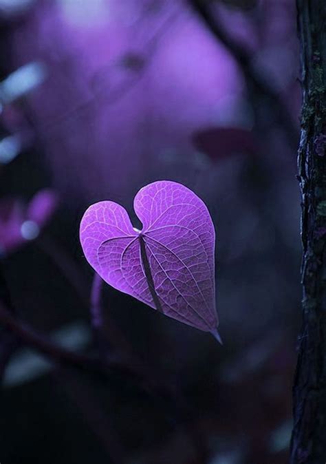 Pin By Cathie Cook On Heaps Of Hearts Purple Lilac Purple Love Purple