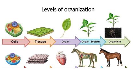 Levels Of Organization Worksheet