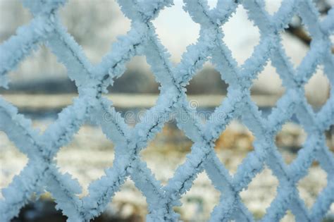 Frost Covered On Wired Fence Stock Photo Image Of Steel Mesh 95716134