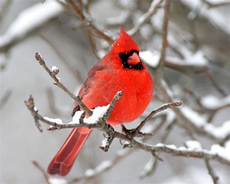 Cardinal Photos Winter Scenes By Stevesphotos Winter Scenes Winter
