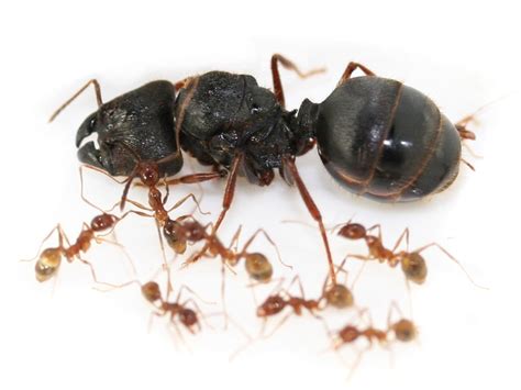 Antstore Ameisenshop Ameisen Kaufen Pheidole Sinica