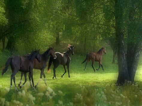 Free Horse Screensavers Free Download Wallpapers Running Wild Horses