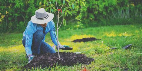 13 Impressive Tree Planting Organizations To Follow Classy