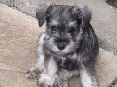 Puppy or adult, take your miniature schnauzer to your veterinarian soon after adoption. 70 Adorable Miniature Schnauzer Dog Images