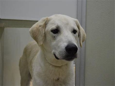 If you are interested in adopting you can view all of our available dogs and cats through the 'adoptable dogs' and 'adoptable cats' links below. Joey - Oregon Humane Society | Humane society, Pet dogs ...