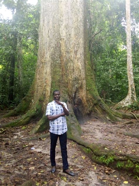 The Biggest Tree In Ghana West Africa Has Been Renamed As Aprokumasi