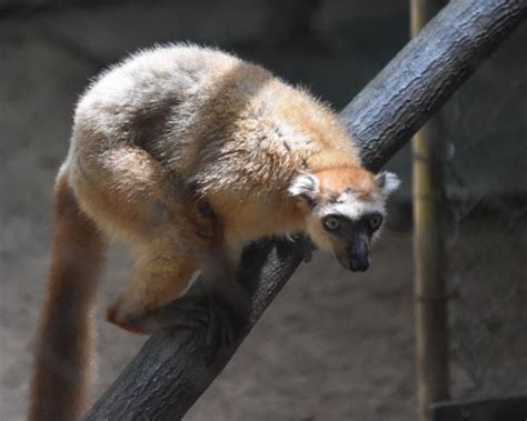 Duke Welcomes 2 Endangered Lemurs From Madagascar Abc11 Raleigh Durham