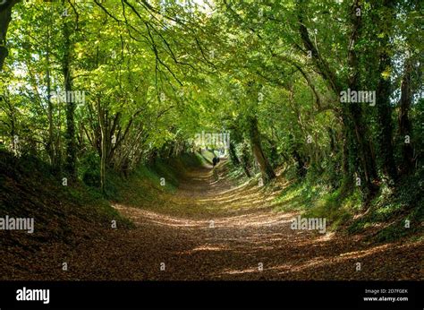Tree Tunnel Leading To Halnaker Windmill Near Chichester West Sussex