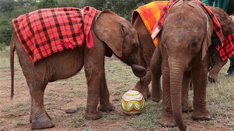 Baby Elephants Playing Soccer