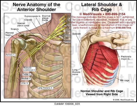 Nerve Anatomy Of The Shoulder Medical Illustration