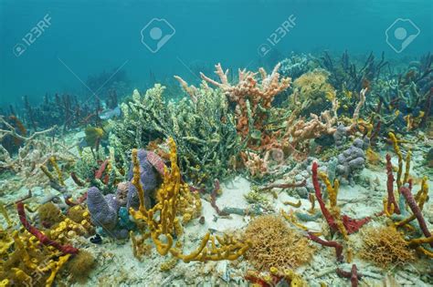 Seafloor Encrusted With An Amazing Variety Of Colorful Sponges Coiba