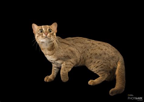 Rusty Spotted Cat Full Size