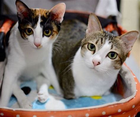 These Two Disabled Cats Are A Vivid Proof That Even That Status Doesnt