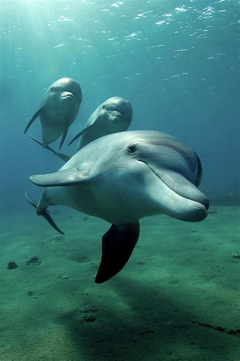 Dolphin Underwater Photography