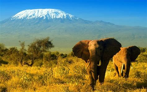 Amboseli National Park Wild Life Framed By Mount Kilimanjaro