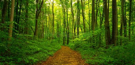 Beautiful Scenery In The Woods With Lush Green Foliage In Spring Stock