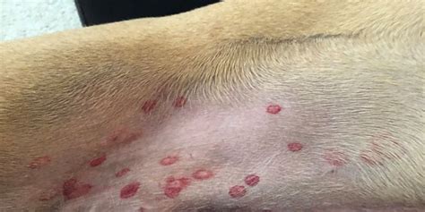 Vet Clinic Warns To Look For Red Spots On Your Dogs Stomach In Viral