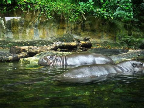 9 Best Zoos In The World 2022 Mindful Travel Experiences 2023