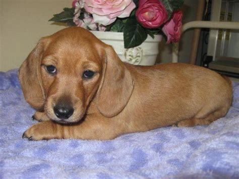99 Red Short Haired Dachshund Puppies For Sale L2sanpiero