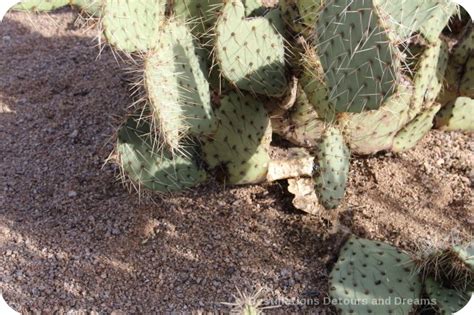 It is the lightest owl in the world, weighing just over one ounce (28. Desert Plant Walk at Usery Mountain Park | Destinations ...