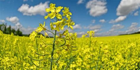 Allerdings kommt es bei der maissaat auf viel mehr an, als nur auf die richtige bodentemperatur. 2019 wird ein schlechtes Jahr für Raps