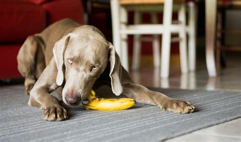 Can Dogs Eat Bananas Joy Of Animals