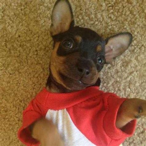 Miniature Pinscher Puppy FOR SALE ADOPTION from Camrose ...
