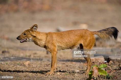 Indian Wild Dog Photos And Premium High Res Pictures Getty Images