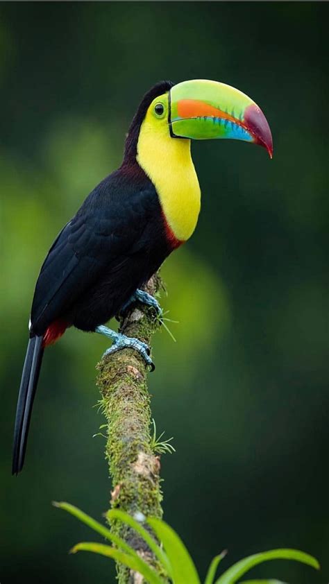 Colorful Toucans Colorful Bird Birds Animals Ttoucans Hd