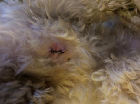 My Dog Had A Lipoma Removed And Has Stitches The Surgery Was Three