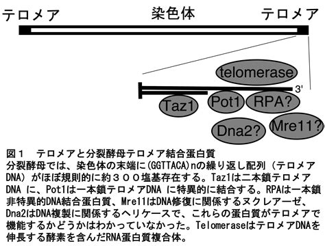 変異(へんい)する • (hen'i suru) suru (stem 変異(へんい)し (hen'i shi), past 変異(へんい)した. study(japanese)