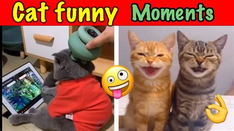 Cat Funny Moments Youtube Cat Cats Aiffact91 A2motivation Youtube