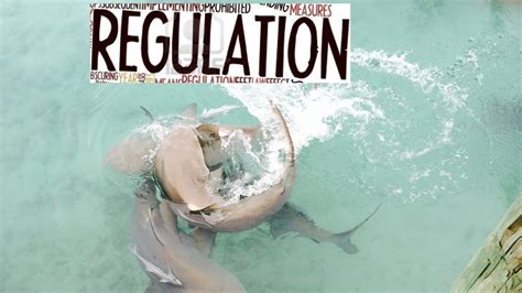 Pétition · Pour L Abattage Des Requins Identifiés Dangereux En Nouvelle Calédonie Nouvelle