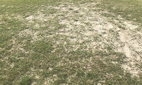 Biology And Management Of Bermudagrass Mite Land Grant Press