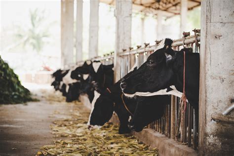 2 Major Causes Of Lameness In Dairy Cows Terra Nutritech