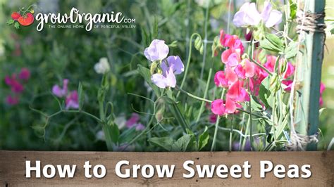 How To Grow Sweet Peas Organic Gardening Videos Grow Organic